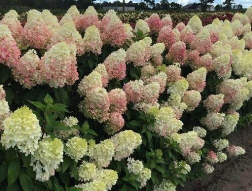 Гортензия метельчатая «Самарская Лидия»: Рубиновое чудо в вашем саду